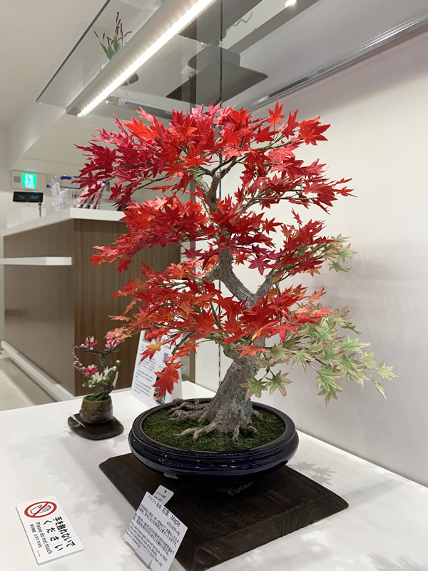紙・粘土・針金が材料の人工盆栽作品 販売開始！ ～ bonsai ～