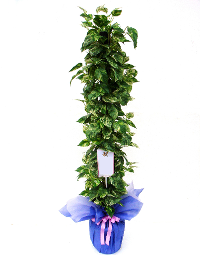 観葉植物ギフトラッピング ＋ 立札（タイプB） 造花 アートフラワー Akanbi
