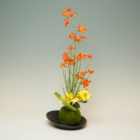 オレンジオンシジュームwith苔玉